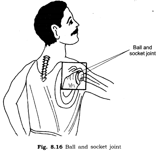 Important Questions for Class 6 Science Chapter 8 Body Movements 3