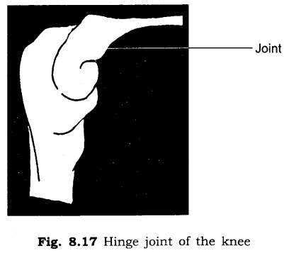 Important Questions for Class 6 Science Chapter 8 Body Movements 4