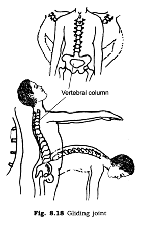 Important Questions for Class 6 Science Chapter 8 Body Movements 5