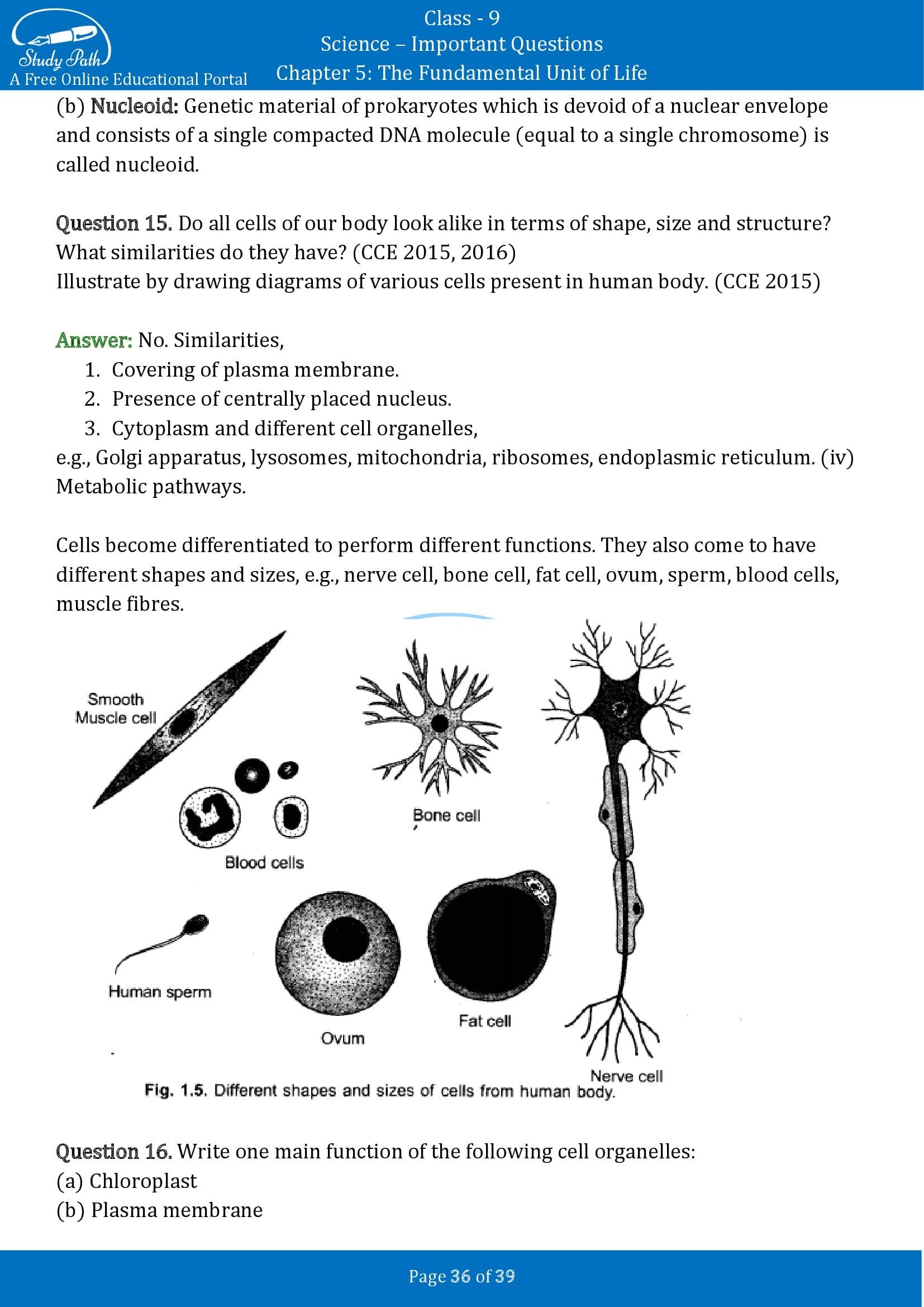 Important Questions for Class 9 Science Chapter 5 The Fundamental Unit of Life 00036