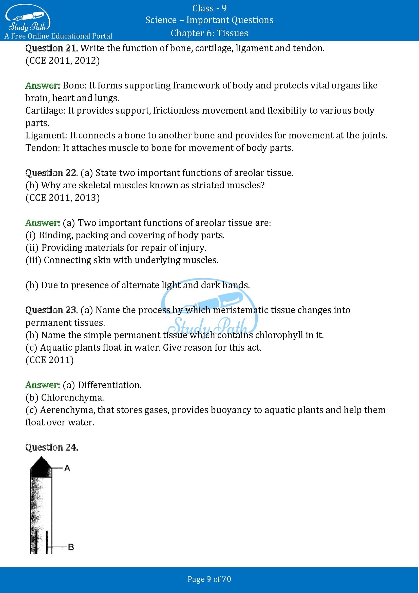 Important Questions for Class 9 Science Chapter 6 Tissues 00009