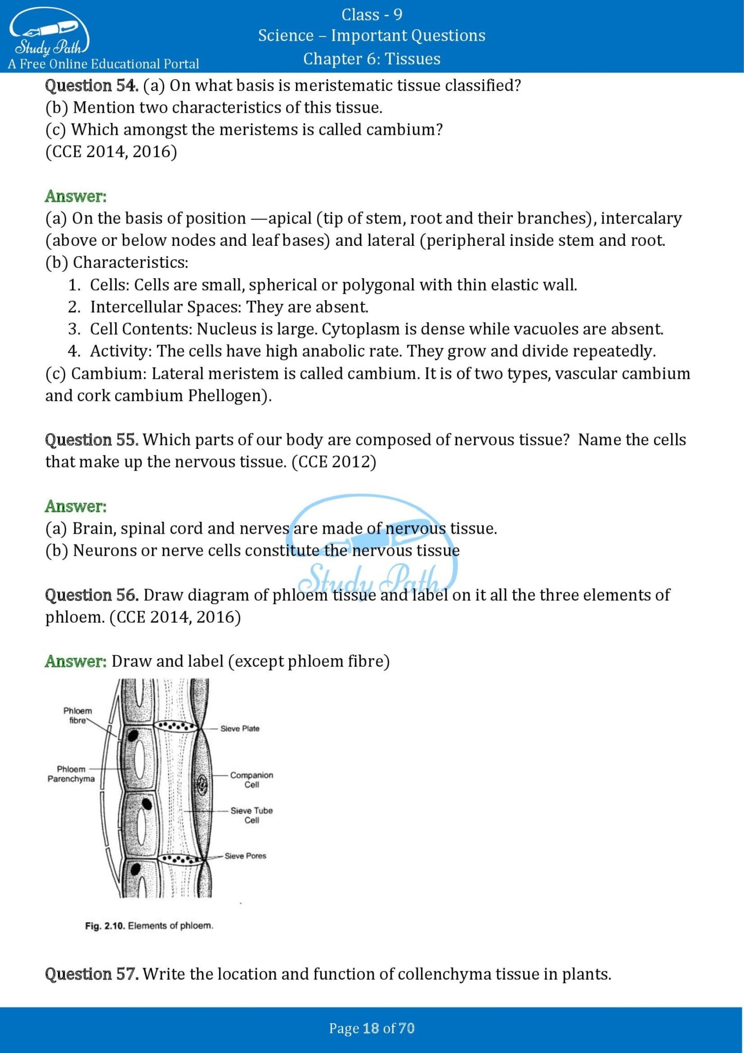 case study class 9 science tissues