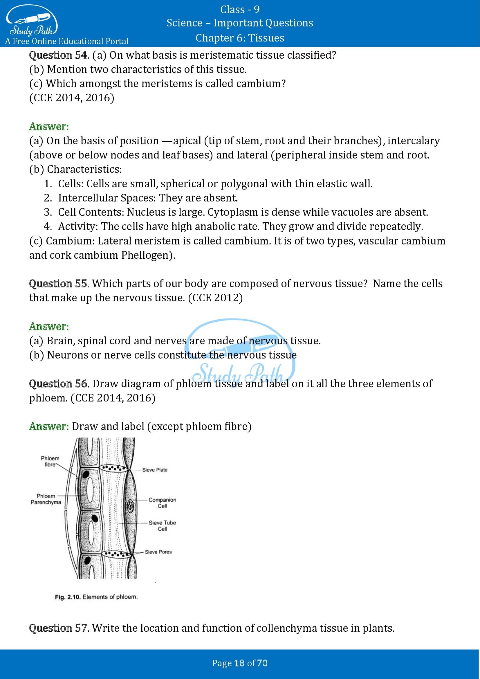 Important Questions for Class 9 Science Chapter 6 Tissues 00018