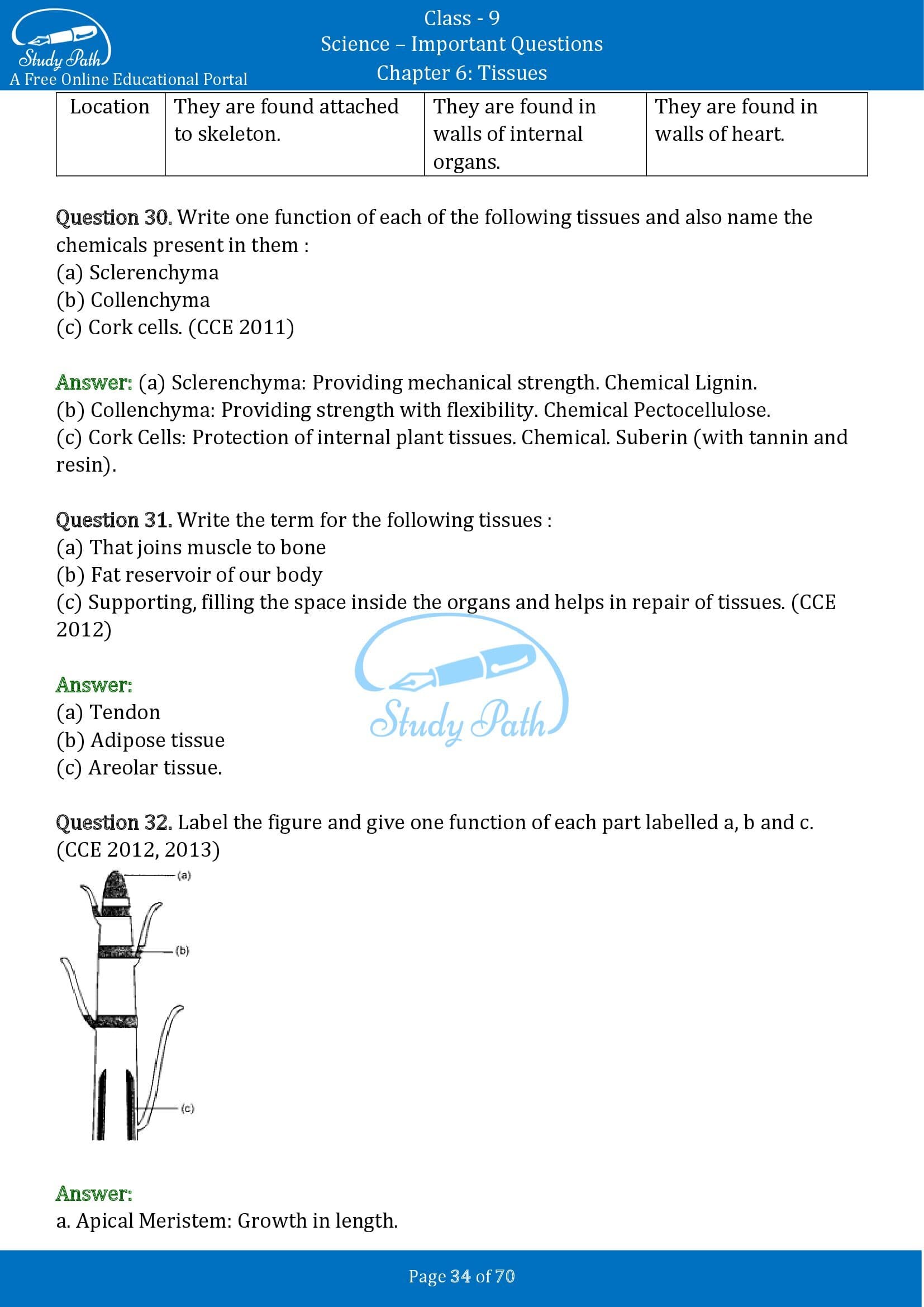 Important Questions for Class 9 Science Chapter 6 Tissues 00034