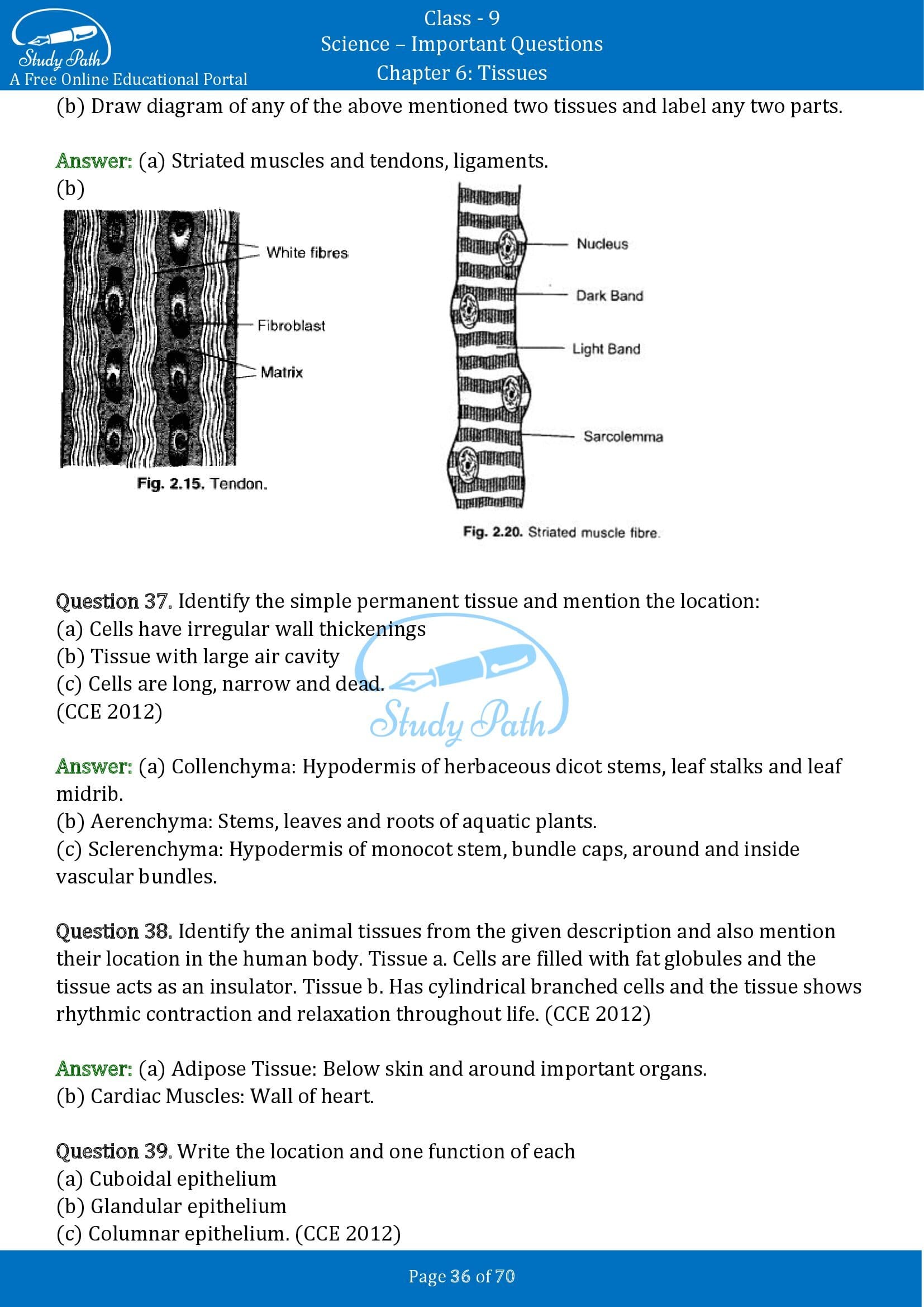 Important Questions for Class 9 Science Chapter 6 Tissues 00036