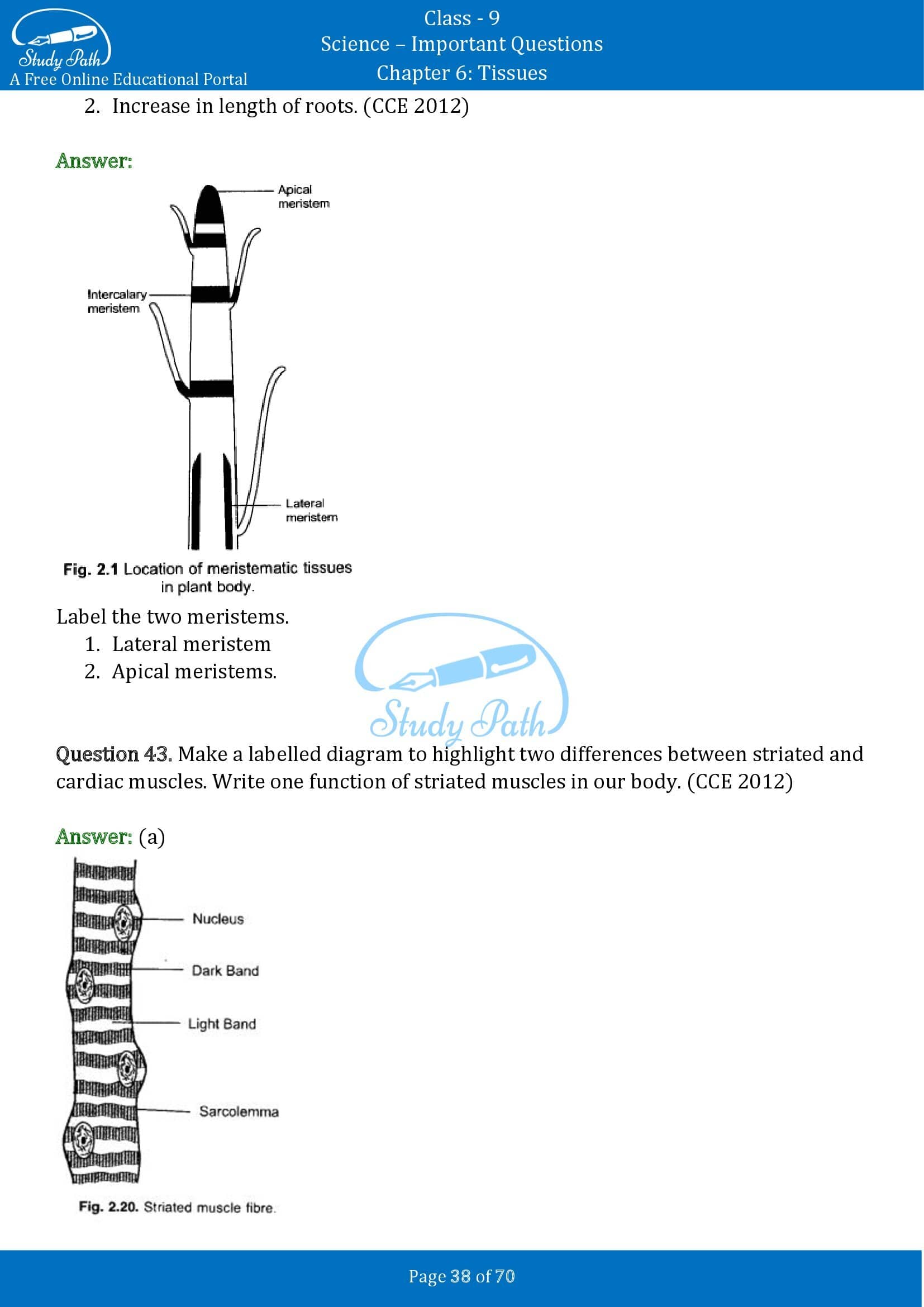 Important Questions for Class 9 Science Chapter 6 Tissues 00038