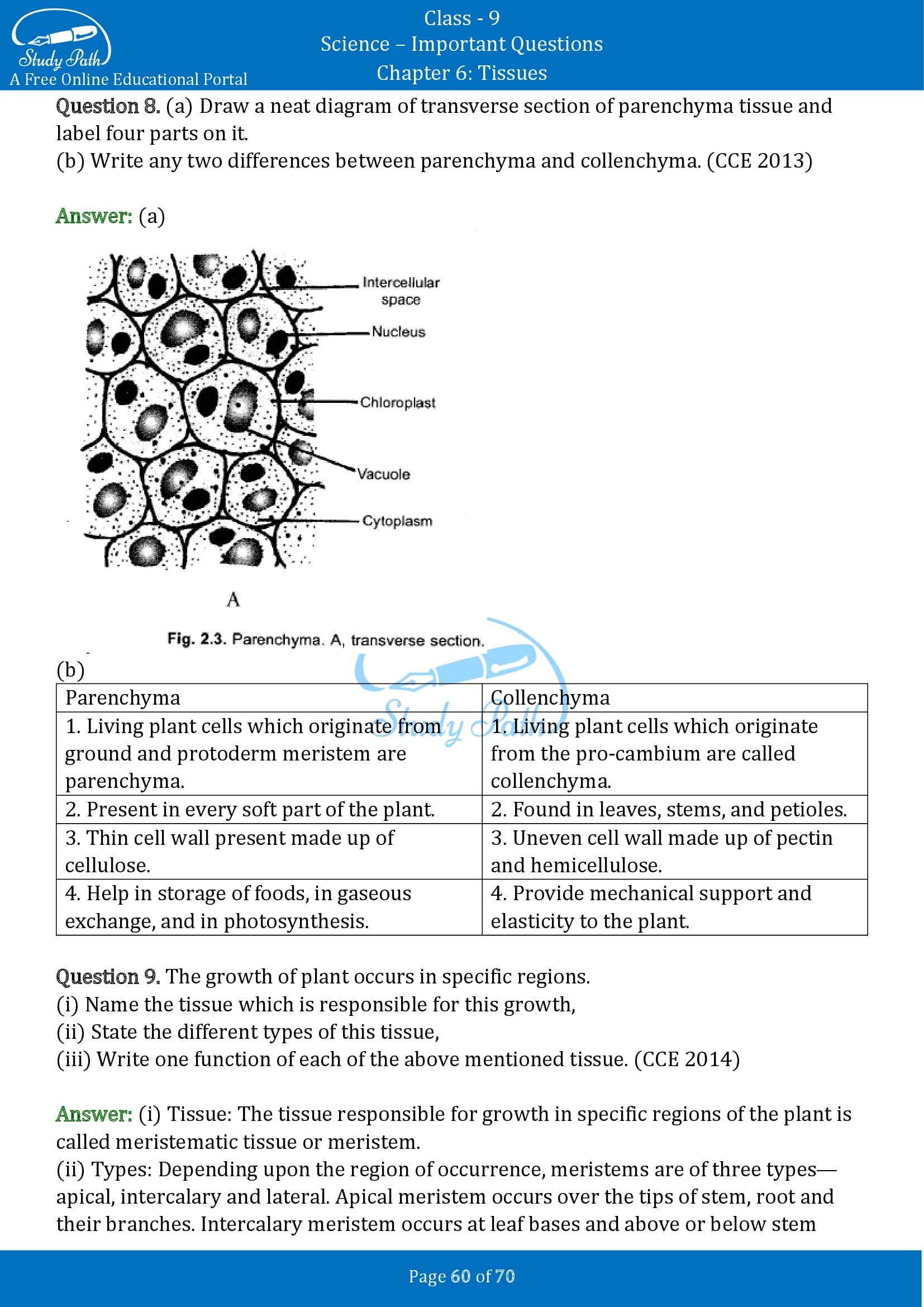 Important Questions for Class 9 Science Chapter 6 Tissues 00060