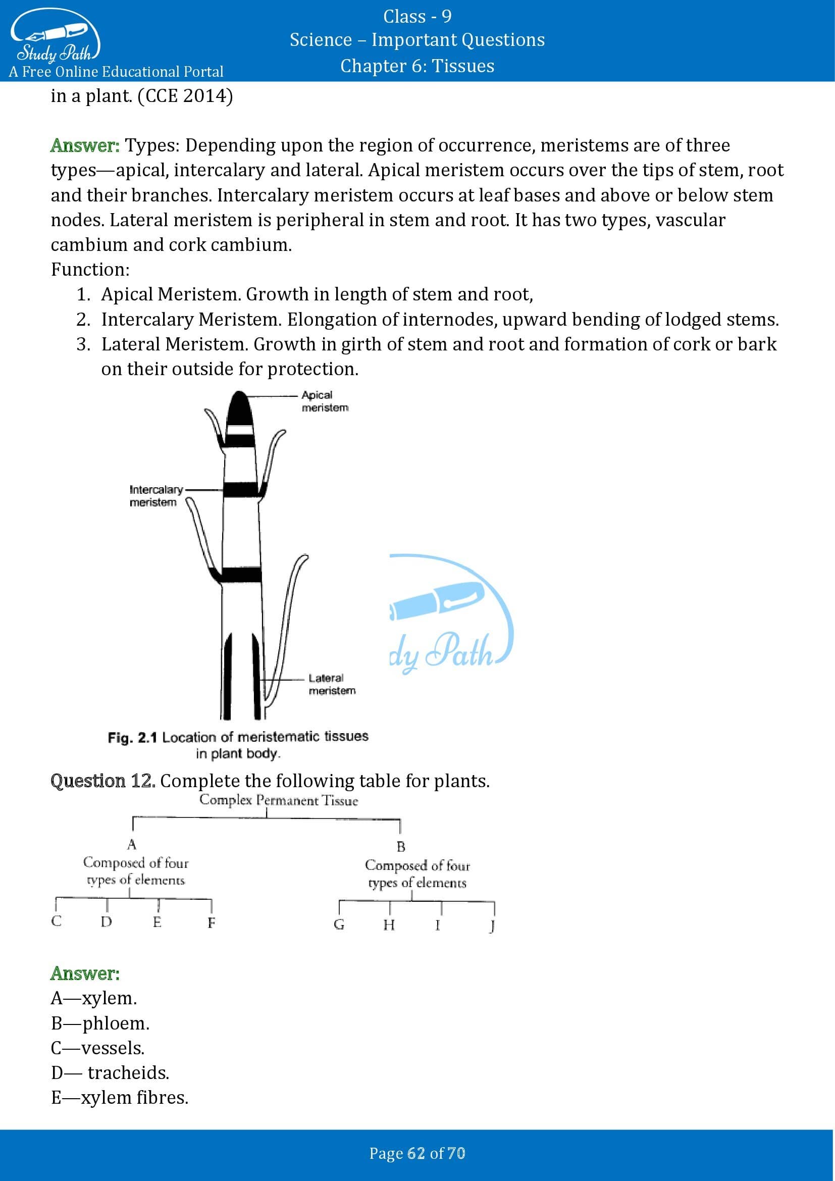 Important Questions for Class 9 Science Chapter 6 Tissues 00062