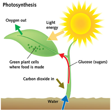 Extra Questions for Class 7 Science Chapter 1 Nutrition in Plants image 1