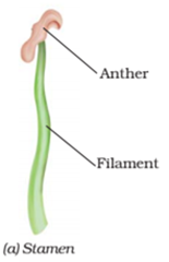 Extra Questions for Class 7 Science Chapter 12 Reproduction in Plants image 2