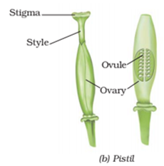 Extra Questions for Class 7 Science Chapter 12 Reproduction in Plants image 3