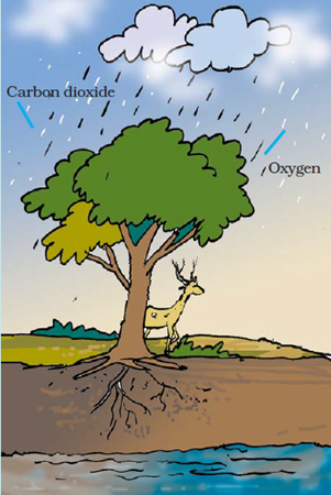 Extra Questions for Class 7 Science Chapter 17 Forests Our Lifeline image 1