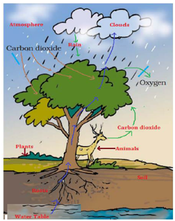 Extra Questions for Class 7 Science Chapter 17 Forests Our Lifeline image 2