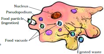 Extra Questions for Class 7 Science Chapter 2 Nutrition in Animals image 1