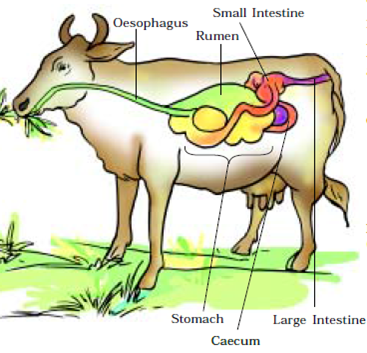 Extra Questions for Class 7 Science Chapter 2 Nutrition in Animals image 2