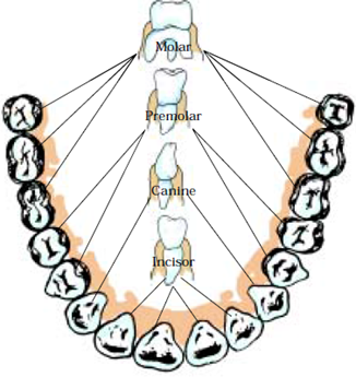 Extra Questions for Class 7 Science Chapter 2 Nutrition in Animals image 3