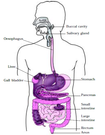 Extra Questions for Class 7 Science Chapter 2 Nutrition in Animals image 4