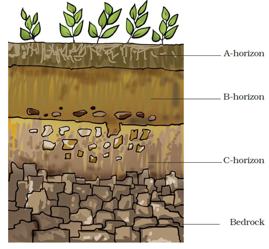 Extra Questions for Class 7 Science Chapter 9 Soil image 1