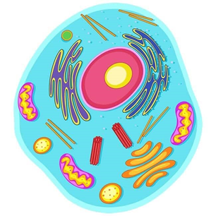 Important Questions for Class 7 Science Chapter 1 Nutrition in Plants image 1