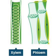 Important Questions for Class 7 Science Chapter 1 Nutrition in Plants image 2