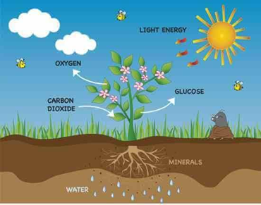 Important Questions for Class 7 Science Chapter 1 Nutrition in Plants image 3