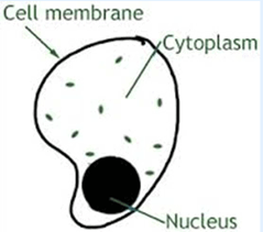 Important Questions for Class 7 Science Chapter 1 Nutrition in Plants image 4