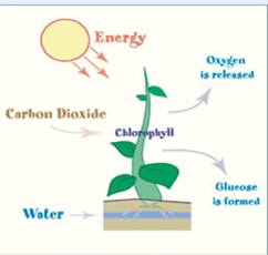 Important Questions for Class 7 Science Chapter 1 Nutrition in Plants image 5