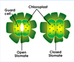 Important Questions for Class 7 Science Chapter 1 Nutrition in Plants image 6