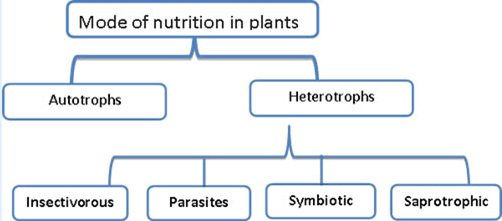 Nutrition in Plants Important Questions | Class 7 Science Chapter 1