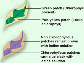 Important Questions for Class 7 Science Chapter 1 Nutrition in Plants image 9