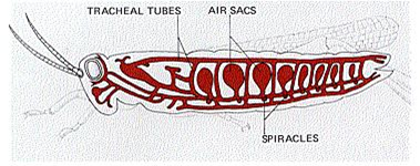 Important Questions for Class 7 Science Chapter 10 Respiration in Organisms image 1