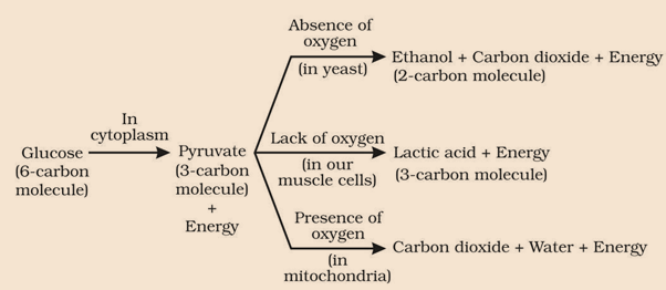 NCERT Solutions for Class 10 Science Chapter 6 Life Processes image 1