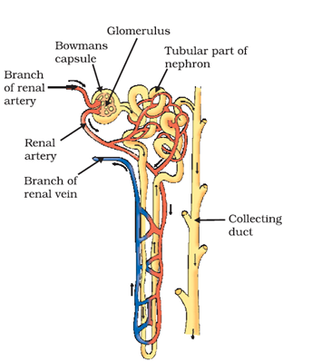 NCERT Solutions for Class 10 Science Chapter 6 Life Processes image 2