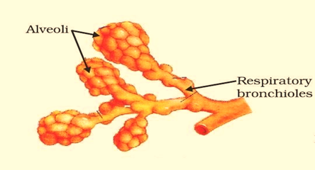 NCERT Solutions for Class 10 Science Chapter 6 Life Processes image 3