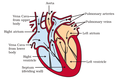 NCERT Solutions for Class 10 Science Chapter 6 Life Processes image 4