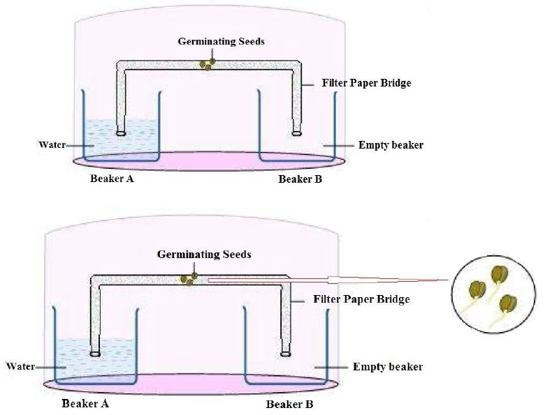 NCERT Solutions for Class 10 Science Chapter 7 Control and Coordination image 1