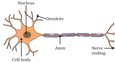 NCERT Solutions for Class 10 Science Chapter 7 Control and Coordination image 2