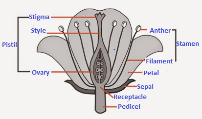 NCERT Solutions for Class 10 Science Chapter 8 How do Organisms Reproduce image 1