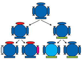 NCERT Solutions for Class 10 Science Chapter 9 Heredity and Evolution image 1