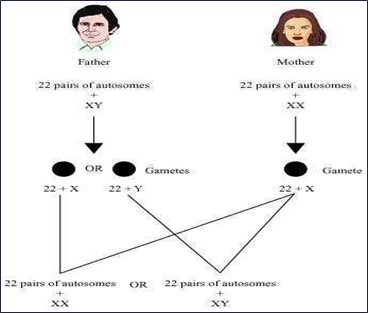 NCERT Solutions for Class 10 Science Chapter 9 Heredity and Evolution image 11