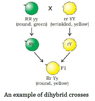 NCERT Solutions for Class 10 Science Chapter 9 Heredity and Evolution image 4