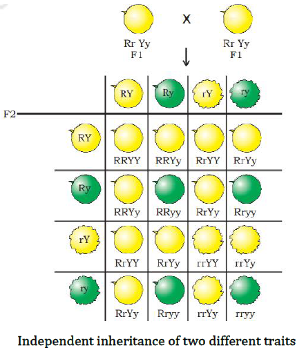 NCERT Solutions for Class 10 Science Chapter 9 Heredity and Evolution image 5