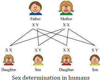 NCERT Solutions for Class 10 Science Chapter 9 Heredity and Evolution image 6