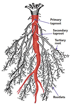 NCERT Solutions for Class 6 Science Chapter 7 Getting to Know Plants image 2