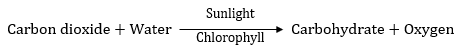 NCERT Solutions for Class 7 Science Chapter 1 Nutrition in Plants image 1