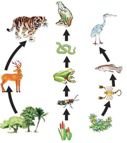 NCERT Solutions for Class 7 Science Chapter 1 Nutrition in Plants image 2