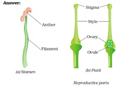 NCERT Solutions for Class 7 Science Chapter 12 Reproduction in Plants image 1