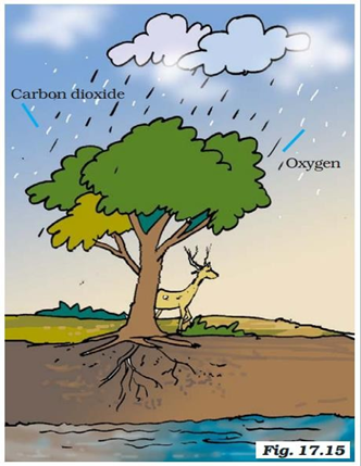 NCERT Solutions for Class 7 Science Chapter 17 Forests Our Lifeline image 1
