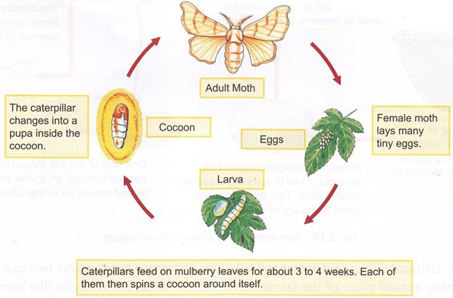 NCERT Solutions for Class 7 Science Chapter 3 Fibre to Fabric image 1