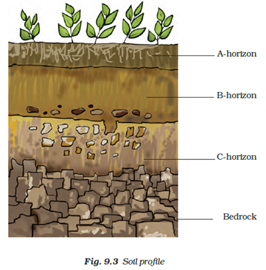 NCERT Solutions for Class 7 Science Chapter 9 Soil image 1